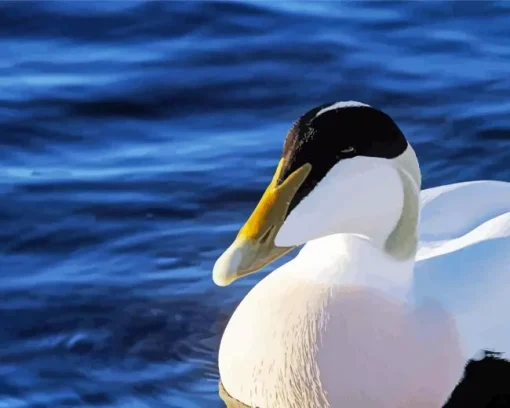 Close Up Common Eider Diamond Painting