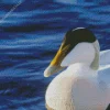 Close Up Common Eider Diamond Painting