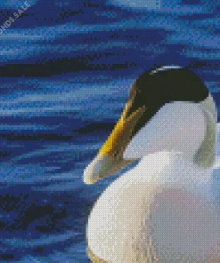 Close Up Common Eider Diamond Painting