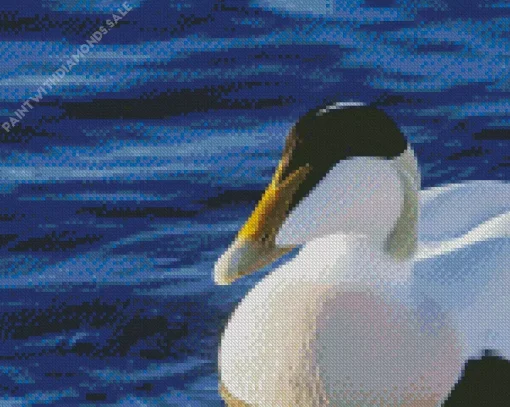 Close Up Common Eider Diamond Painting