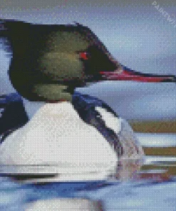 Close Up Common Merganser Diamond Painting