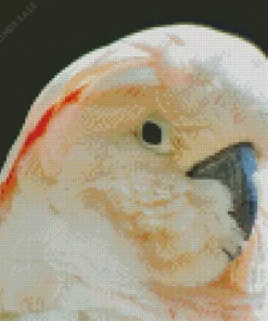 Close Up Salmon Crested Cockatoo Diamond Painting