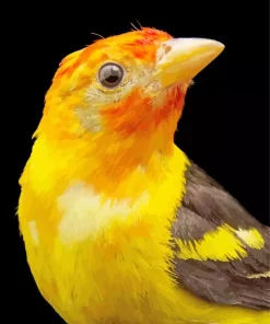 Close Up Western Tanager Bird Diamond Painting