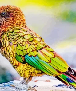 Colorful Kea Bird Diamond Painting