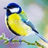 Cute Blue Tit Diamond Painting