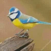 Cute Blue Tit Bird Diamond Painting