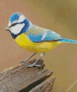 Cute Blue Tit Bird Diamond Painting