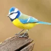 Cute Blue Tit Bird Diamond Painting