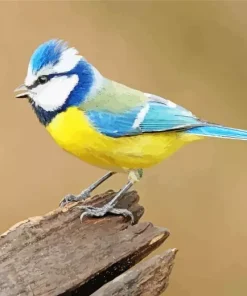 Cute Blue Tit Bird Diamond Painting