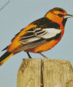 Cute Bullocks Oriole Diamond Painting