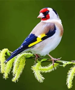 Cute Carduelis Bird Diamond Painting