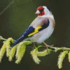 Cute Carduelis Bird Diamond Painting