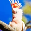 Cute Cockatoo Diamond Painting