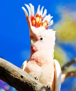 Cute Cockatoo Diamond Painting