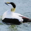 Cute Common Eider Diamond Painting