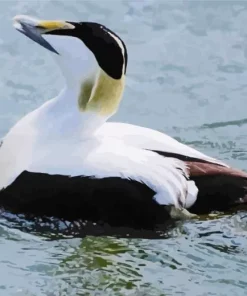 Cute Common Eider Diamond Painting