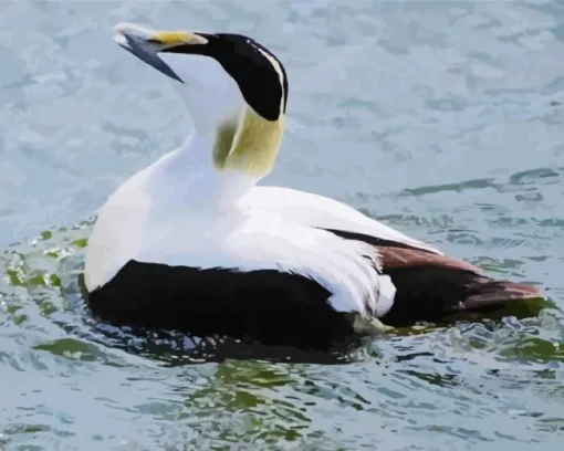 Cute Common Eider Diamond Painting