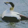 Cute Common Eider Diamond Painting