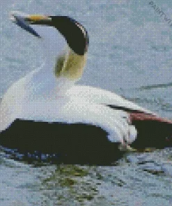 Cute Common Eider Diamond Painting