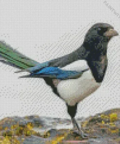 Cute Eurasian Magpie Diamond Painting