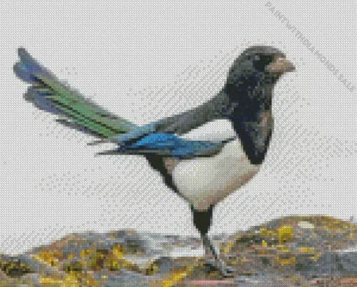 Cute Eurasian Magpie Diamond Painting