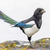 Cute Eurasian Magpie Diamond Painting