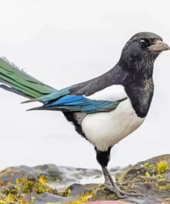 Cute Eurasian Magpie Diamond Painting