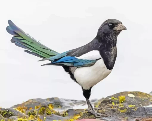 Cute Eurasian Magpie Diamond Painting