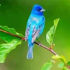 Cute Indigo Bunting Bird Diamond Painting