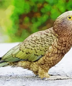 Cute Kea Bird Diamond Painting