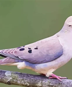 Cute Mourning Dove Bird Diamond Painting