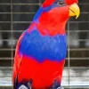 Cute Red And Blue Lory Diamond Painting