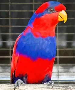 Cute Red And Blue Lory Diamond Painting