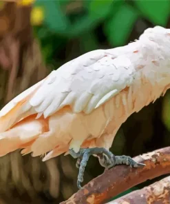 Cute Salmon Crested Cockatoo Diamond Painting