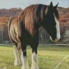 Cute Shire Horse Diamond Painting