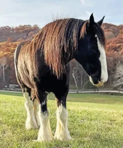 Cute Shire Horse Diamond Painting