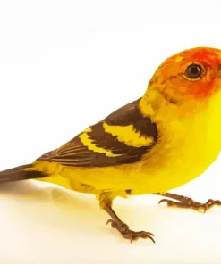 Cute Western Tanager Diamond Painting