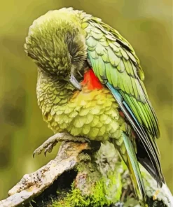 Cute Green Kea Bird Diamond Painting