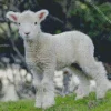 Cute Lamb Sheep Diamond Painting