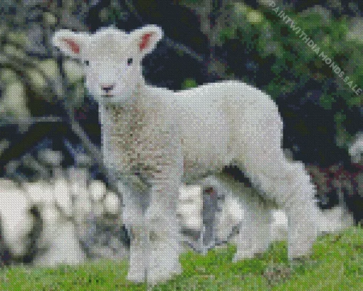 Cute Lamb Sheep Diamond Painting