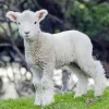 Cute Lamb Sheep Diamond Painting