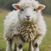 Cute White Sheep Diamond Painting