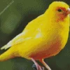 Cute Yellow Canary Diamond Painting