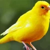 Cute Yellow Canary Diamond Painting