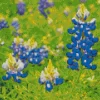 Flowering Bluebonnets Diamond Painting