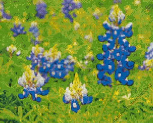 Flowering Bluebonnets Diamond Painting