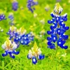 Flowering Bluebonnets Diamond Painting