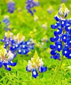 Flowering Bluebonnets Diamond Painting