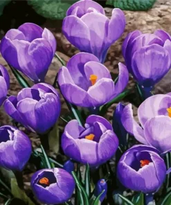 Flowering Crocus Diamond Painting