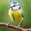 Fluffy Blue Tit Diamond Painting